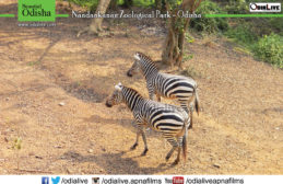 Nandankanan Zoological Park : A Photo Story img