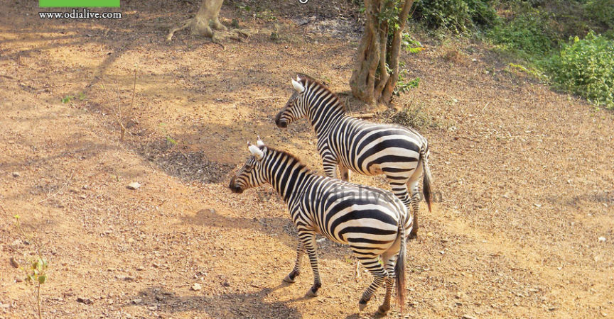 Nandankanan Zoological Park : A Photo Story img