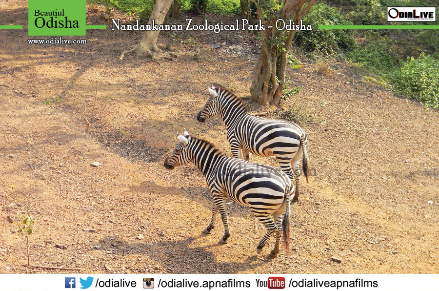 zebra nandankanan